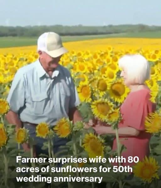 Farmer surprises wife with 80 acres of sunflowers for 50th wedding anniversary