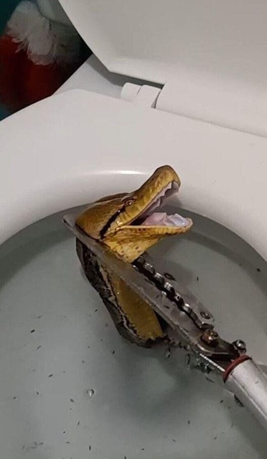 Massive 12-foot python slithers through toilet, startled homeowner