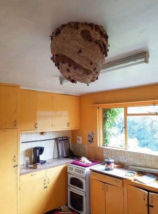 Large Asian Hornet nests found in abandoned house promoting fresh warnings