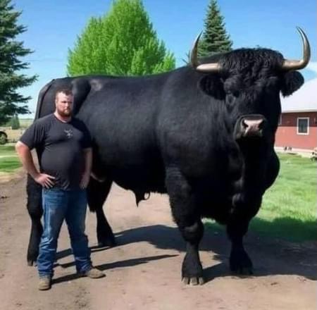 I recently spent $6,500 on this registered Black Angus bull.